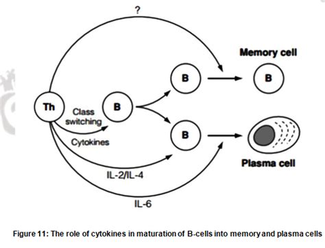 Clonal Selection Theory Immunology