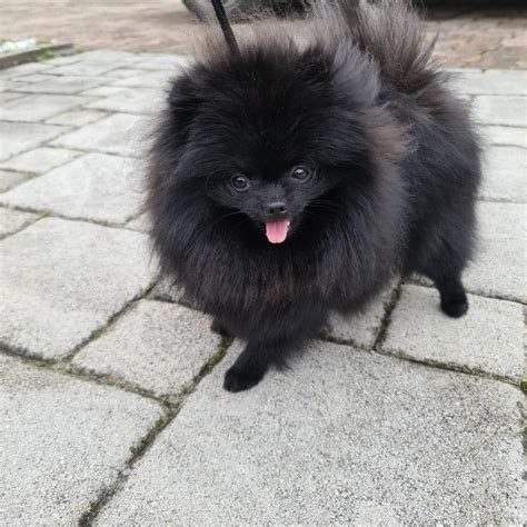 Adorable Black Pomeranian