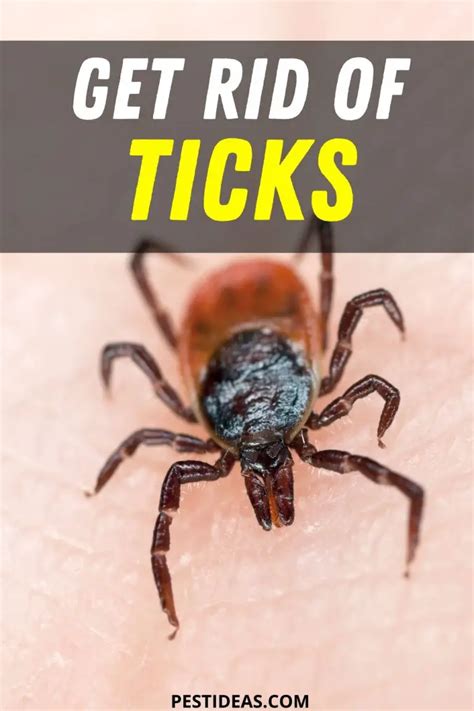 Get Rid Of Ticks In Your Home Fast And Easy Solution