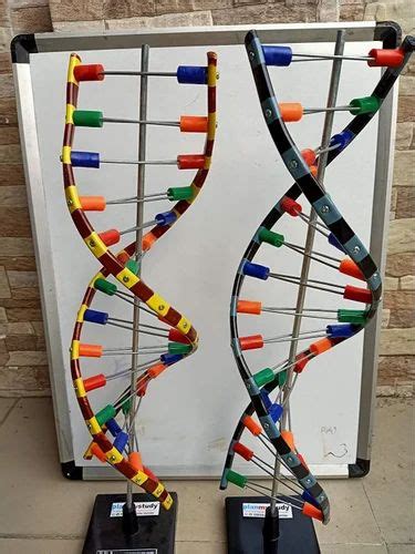 Plastic Biological Dna And Rna Model at ₹ 1000 in Ambala | ID ...