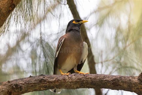 Myna Indian Common Myna Stock Photo Image Of Mynah 118076248