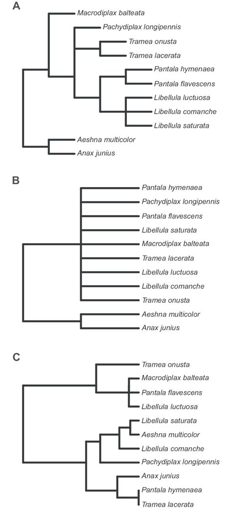 The Three Phylogenetic Trees Used To Calculate Phylogenetically Download Scientific Diagram