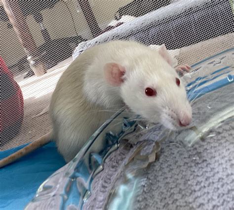 Albino Rat Behavior : r/RATS