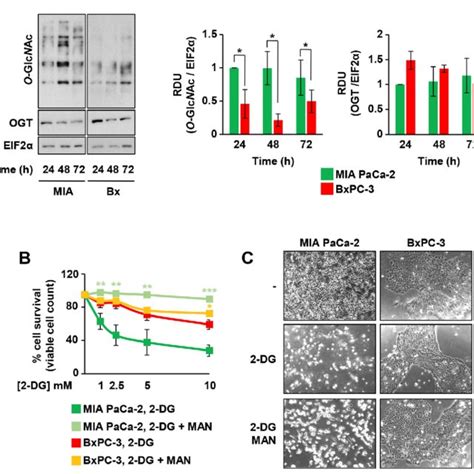 Krasmut Mia Paca 2 And Panc 1 Cells Are More Sensitive To The Hbp