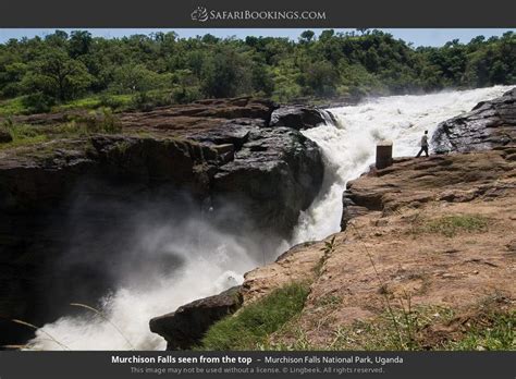 Uganda Safari Day Murchison Falls Np And Ziwa Rhino Sanctuary