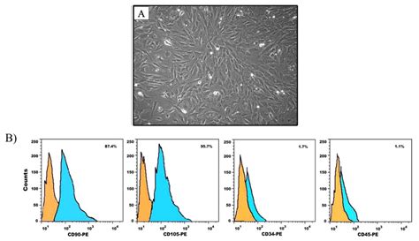 A Phase Contrast Photomicrograph Showing Confluent Bmmscs With Download Scientific Diagram