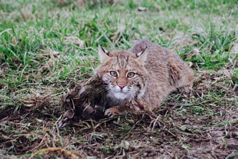 Bobcat Photos Kentucky Hunting