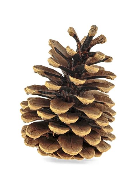 Pine Cone Isolated On White Background Stock Image Image Of Season