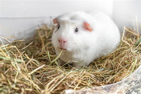 Can Guinea Pigs Eat The Ultimate Food Guide