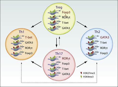 Plasticity Of Cd4 T Cell Lineage Differentiation Immunity