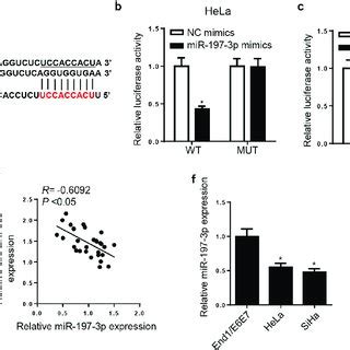 Circ Znf Knockdown Suppressed Biological Behaviors Of Cc Cells