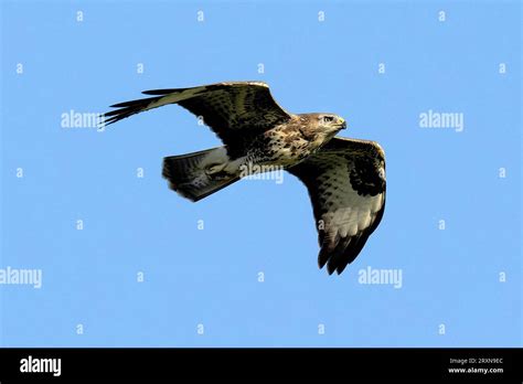 Common Buzzard in Flight Stock Photo - Alamy