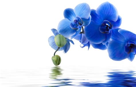 🔥 [40+] Blue Orchid Wallpapers | WallpaperSafari