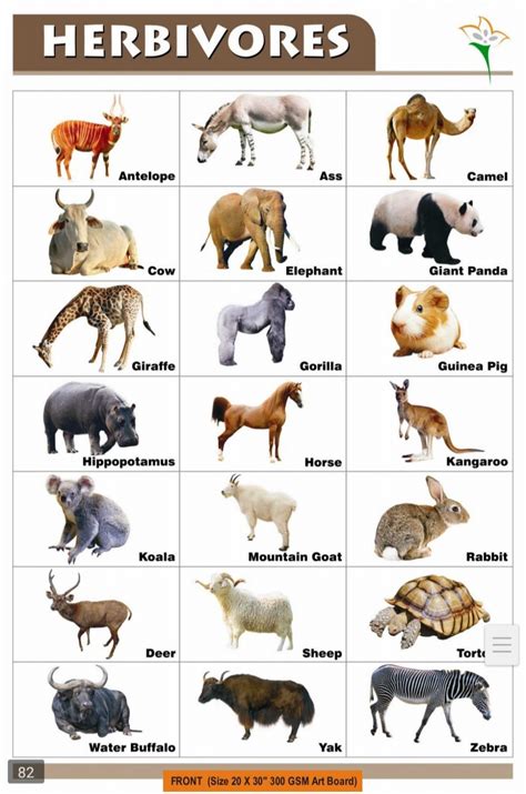 Herbivorous Animals Pictures With Names