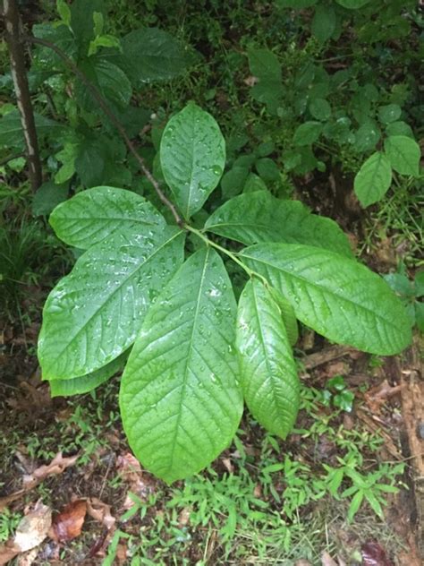 Plants d Asimina triloba Asiminier trilobé Boutique Végétale