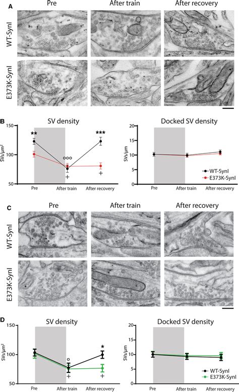 Sv Density And Distribution Are Altered In Excitatory And Inhibitory Download Scientific