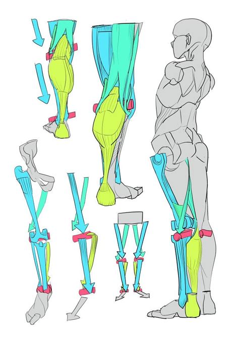 Pin By Jorge Humberto Cuca Villegas On Anatomia In Human Anatomy