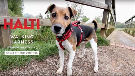 Halti Walking Harness Youtube