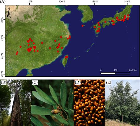 A Chromosome Scale Genome Assembly Of Quercus Gilva Insights Into The Evolution Of Quercus