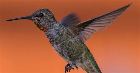 A Hummingbird Flying · Free Stock Photo