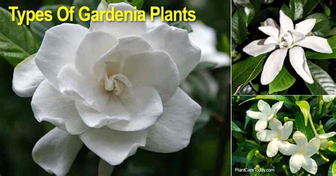 Gardenia Varieties Types Of Gardenia Plants Landscape And Potted