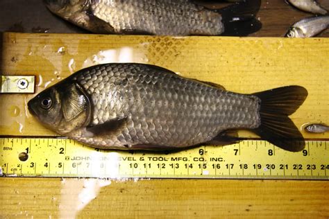 Prussian Carp - Alberta Invasive Species Council