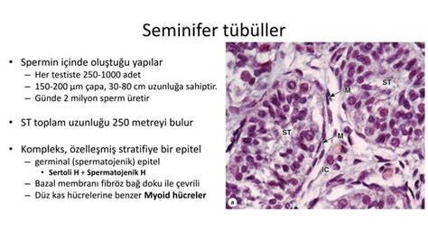 Erkek Reproduktif Sistem Histolojisi Ppt