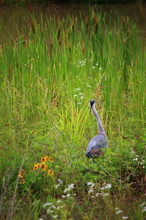 Common Heron Gray Wildlife - Free photo on Pixabay - Pixabay