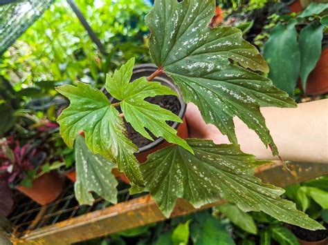 Bunga Begoniabegonia Angle Wingbegonia Sophia Ready Stock Begonia