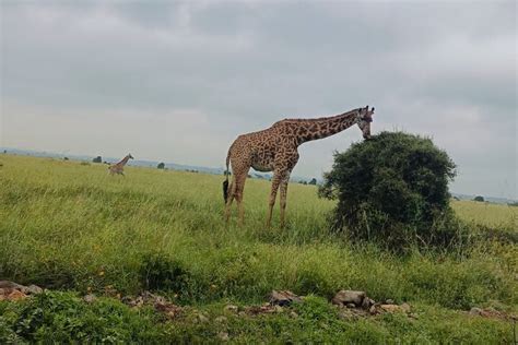 Nairobi Excursion Priv E D Une Journ E Au Parc National Du Mont