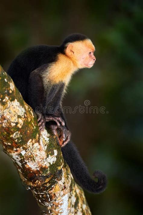 Stock Photo Image Of Green Costa Face Forest Cute