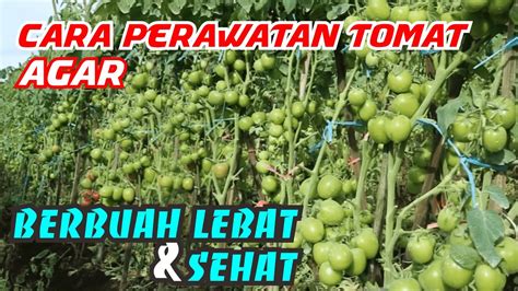 Cara Perawatan Tomat Agar Berbuah Lebat Dan Sehat Youtube