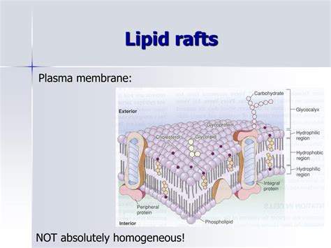 Ppt Receptors Of Fatty Acids And Endocannabinoids Lipid Rafts