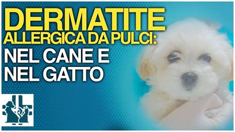 Dermatite Allergica Da Pulci DAP Nel Cane E Nel Gatto YouTube