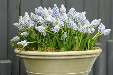 Flower Bulbs