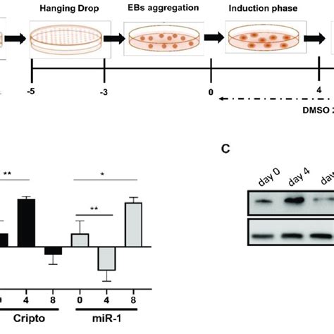 Gene Expression Of MiRNA 1 And Cripto In Mouse EBs A Schematic