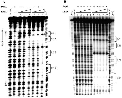 Analysis Of RepA And DnaA Interactions With Wild Type Ori B