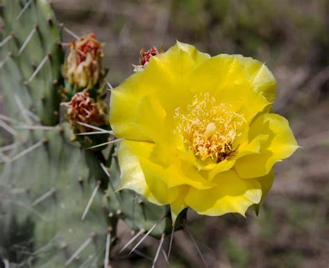 Opuntia humifusa características y cuidados de un cactus resistente al