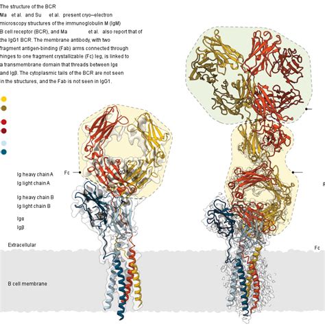 B Cell Receptor Structure