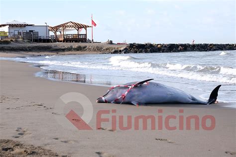 Trovato Un Delfino Morto A Focene Qfiumicino