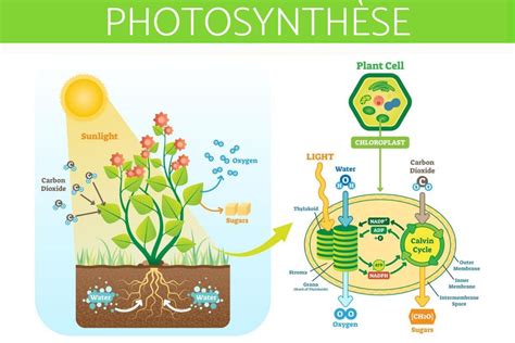 Qu est ce que la PHOTOSYNTHÈSE Définition Principe et Formule