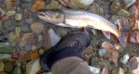 Its All About Sustaining Bull Trout — Oldman Watershed Council