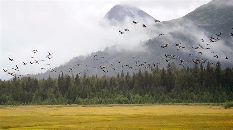 Birds - Lake Clark National Park & Preserve (U.S. National Park Service)