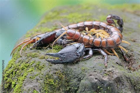 Foto De An Asian Forest Scorpion Is Ready To Prey On A Centipede