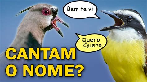 AVES QUE CANTAM O PRÓPRIO NOME Nomes onomatopeicos YouTube