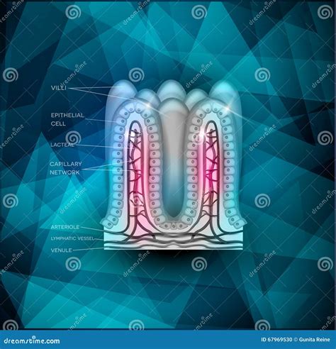 The Background Of The Intestinal Mucosa Is Parasitic Viruses And