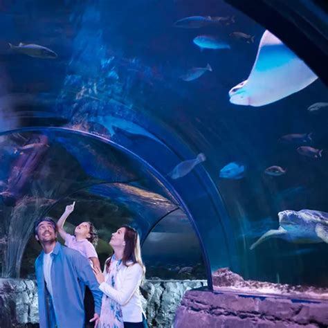 Best San Antonio Aquarium Exhibits | SEA LIFE Aquarium