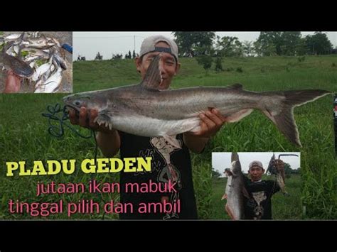 Cari Ikan Mabuk Pladu Sungai Bengawan Solo 2023 Bendungan Gerak