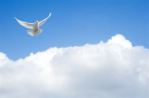 Two White Doves Flying Stock Photo Image Of Freedom 16756430