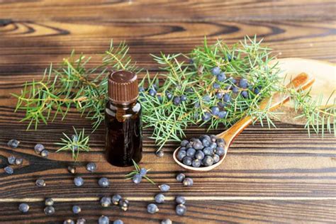 Juniper Berry Oil For Skin Care | Homemade Juniper Oil For Skin